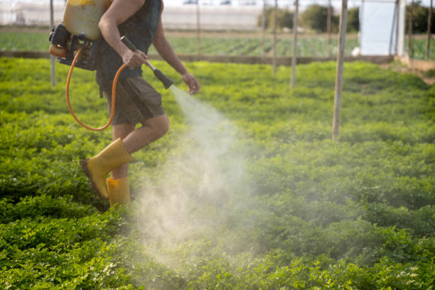Best Ant Control Services  in Fetters Hot Springs Agua Liente, CA