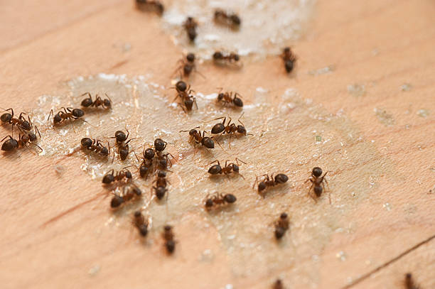Best Best Pest Control Companies  in Fetters Hot Springs Agua Liente, CA