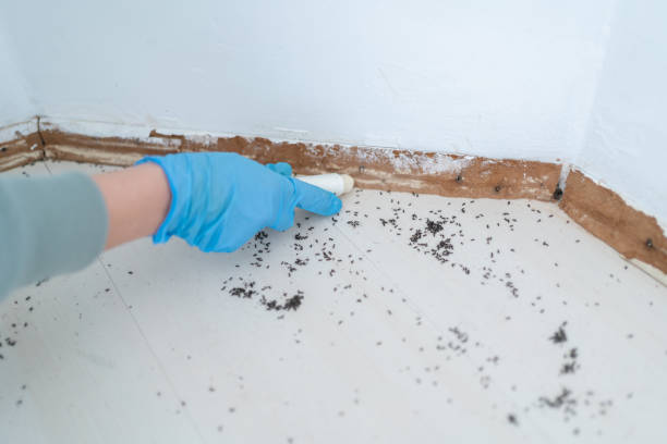 Best Rat Extermination Near Me  in Fetters Hot Springs Agua Liente, CA
